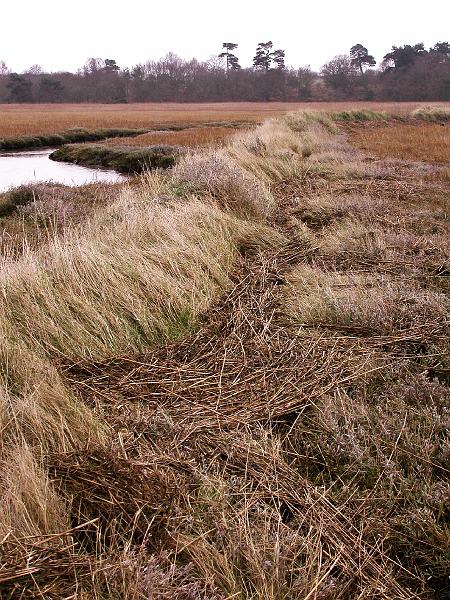 Bulcamp Marshes - DSCN3659.JPG